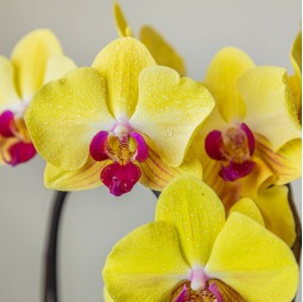 orchidée 2 tiges jaune zoom Cannelle Orange Osny