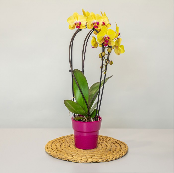 Orchidée Phalaenopsis 2 Tiges avec cache pot 