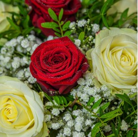 Bouquet de roses blanches et rouges zoom Cannelle Orange Osny