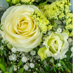 Bouquet de fleurs jaune et blanc