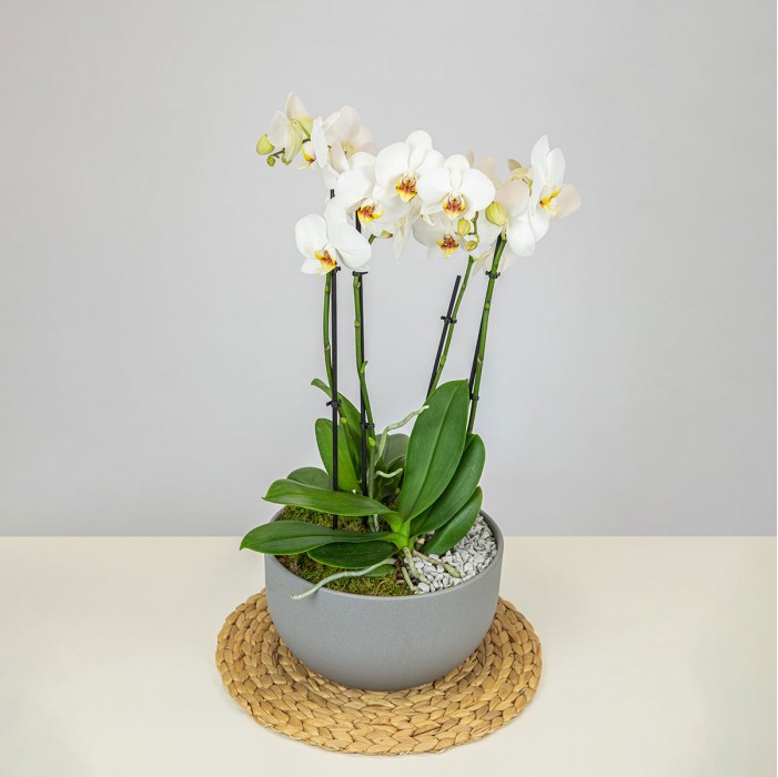 Composition orchidées