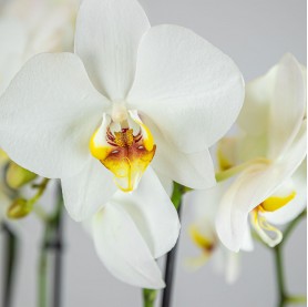 Orchidée blanche 2 tiges